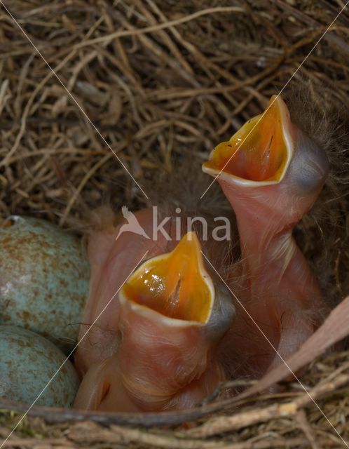 Eurasian Blackbird (Turdus merula)