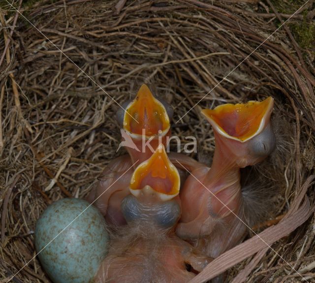 Eurasian Blackbird (Turdus merula)