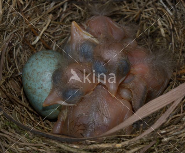 Merel (Turdus merula)