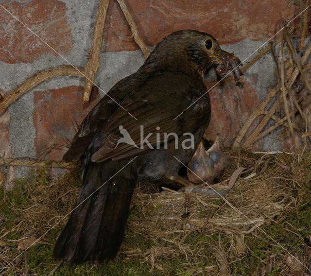 Eurasian Blackbird (Turdus merula)