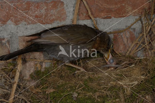 Merel (Turdus merula)