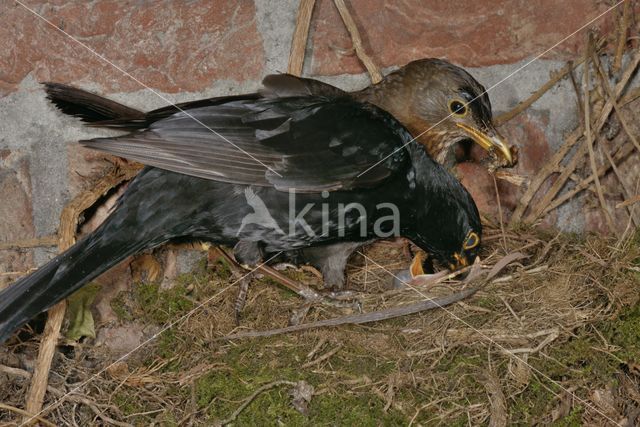 Merel (Turdus merula)