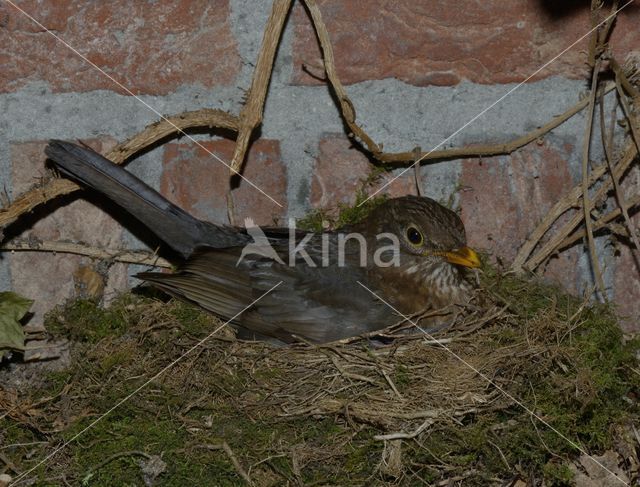 Eurasian Blackbird (Turdus merula)