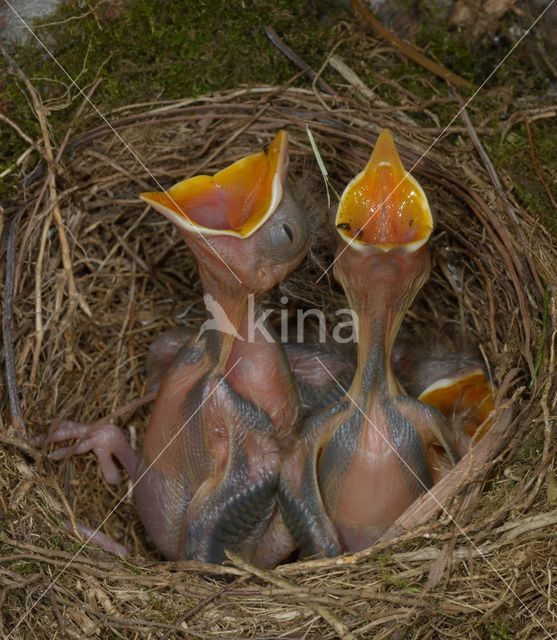 Eurasian Blackbird (Turdus merula)