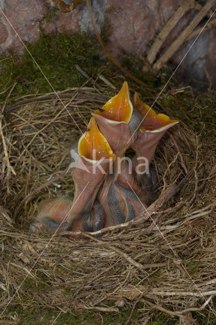 Merel (Turdus merula)