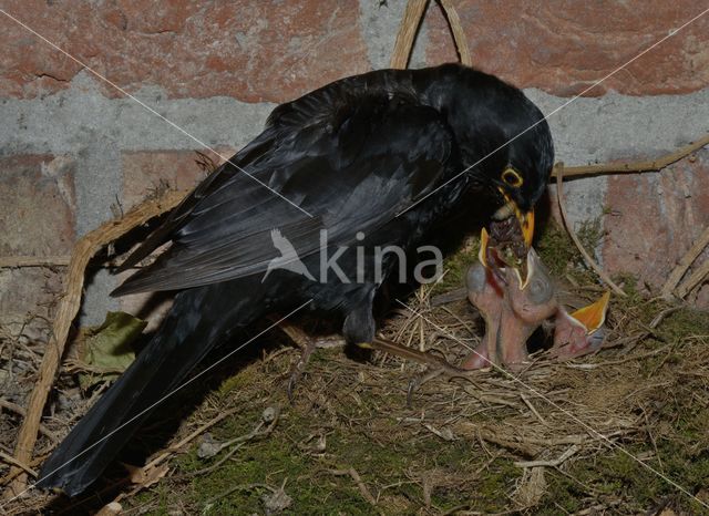 Eurasian Blackbird (Turdus merula)