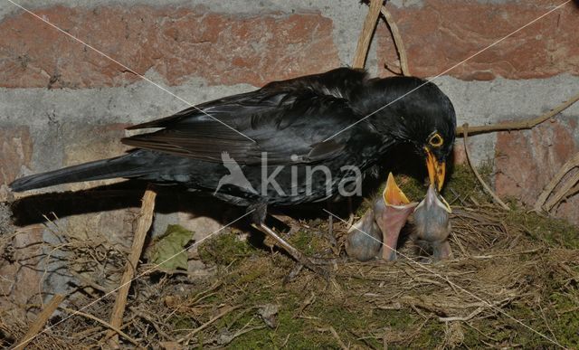 Eurasian Blackbird (Turdus merula)