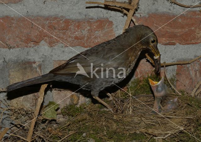 Merel (Turdus merula)