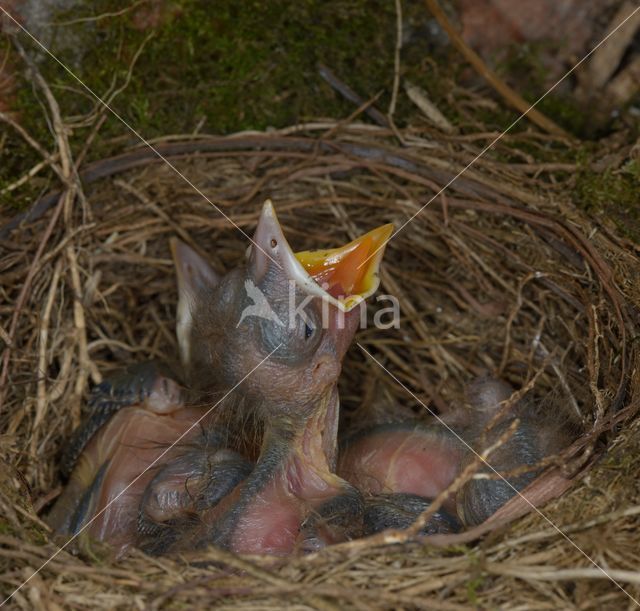 Eurasian Blackbird (Turdus merula)