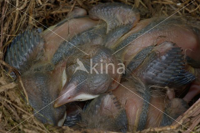 Eurasian Blackbird (Turdus merula)