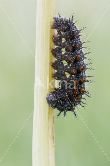 Atalanta (Vanessa atalanta)