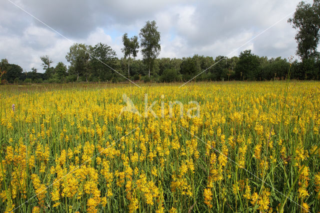 Bog Asphodel (Narthecium ossifragum)