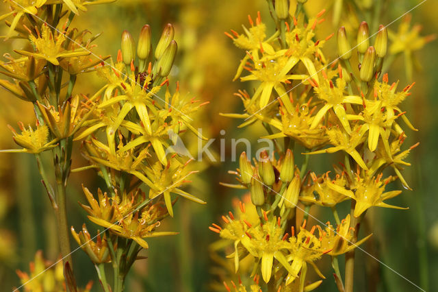 Bog Asphodel (Narthecium ossifragum)