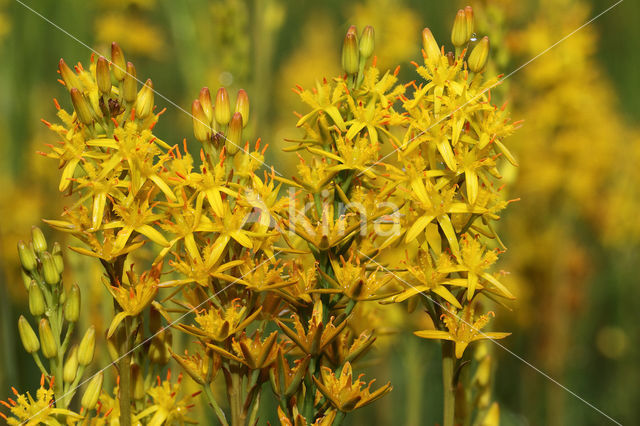 Bog Asphodel (Narthecium ossifragum)