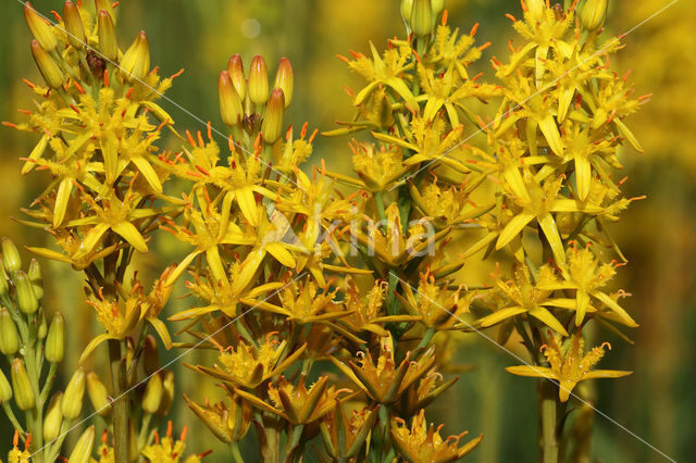 Bog Asphodel (Narthecium ossifragum)