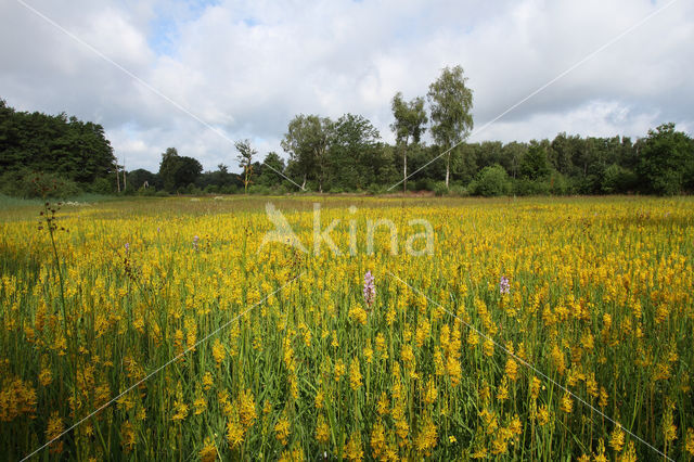 Beenbreek (Narthecium ossifragum)