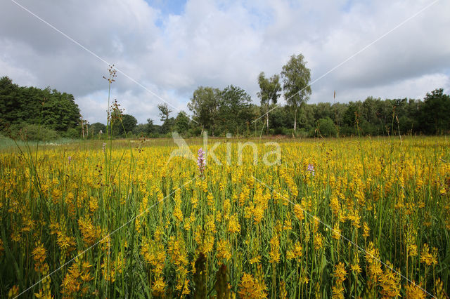 Bog Asphodel (Narthecium ossifragum)