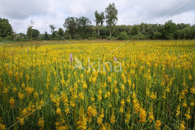 Bog Asphodel (Narthecium ossifragum)