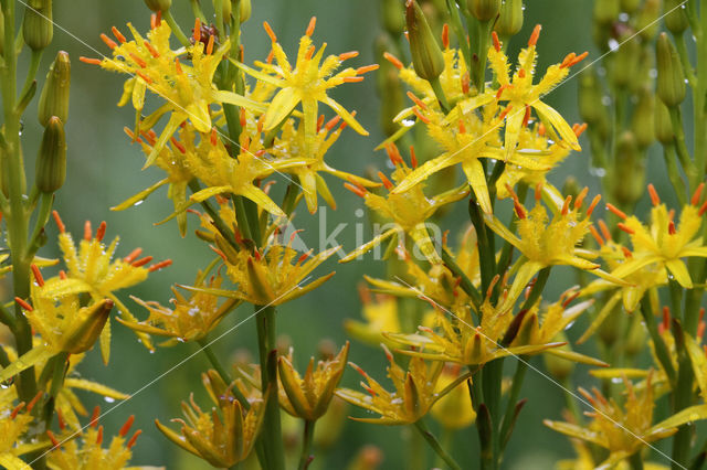 Bog Asphodel (Narthecium ossifragum)