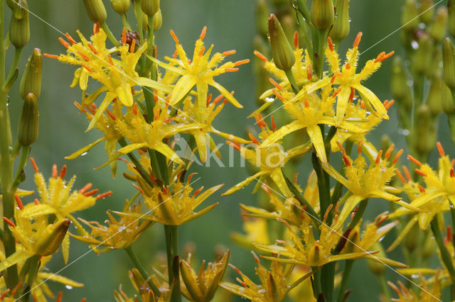 Bog Asphodel (Narthecium ossifragum)