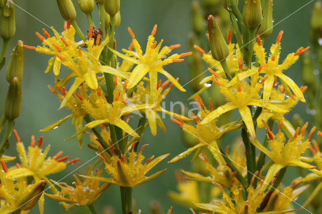 Bog Asphodel (Narthecium ossifragum)