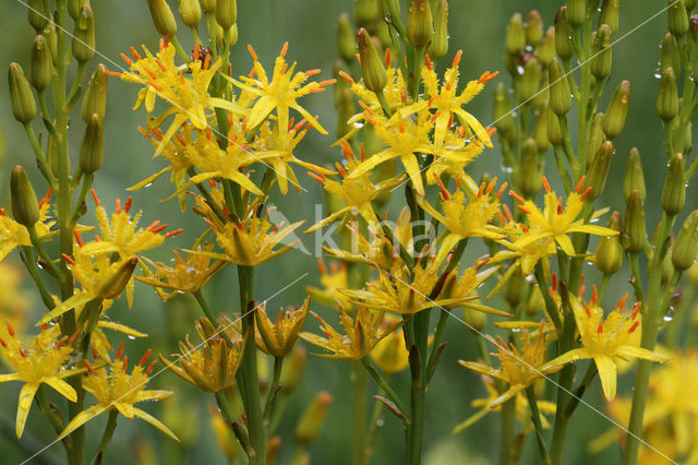 Bog Asphodel (Narthecium ossifragum)