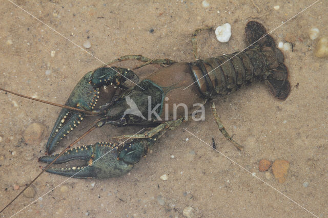 Virile Crayfish (Orconectes virilis)