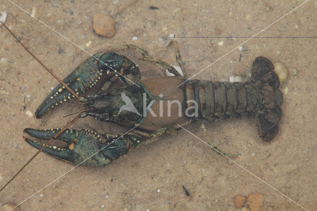 Virile Crayfish (Orconectes virilis)