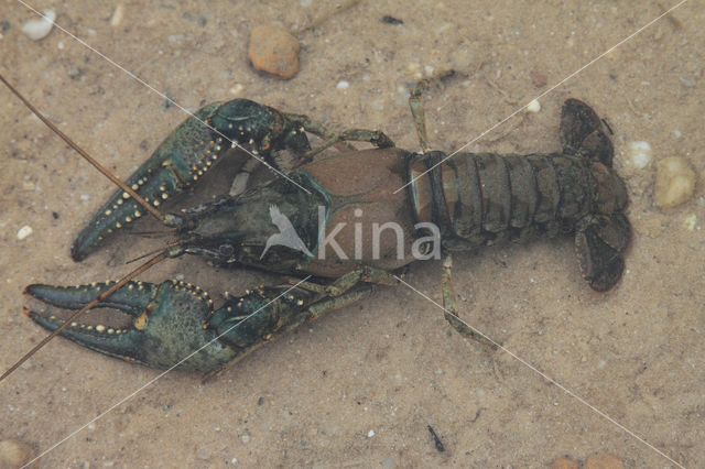 Geknobbelde Amerikaanse Rivierkreeft (Orconectes virilis)