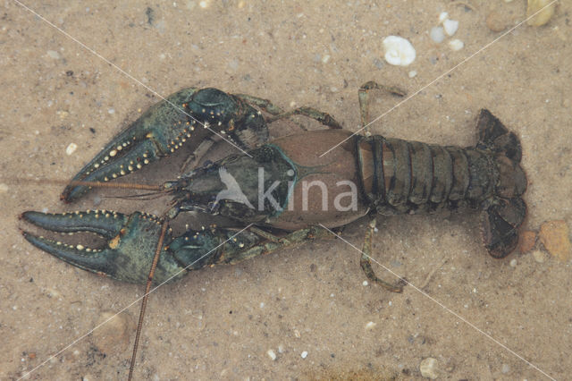 Virile Crayfish (Orconectes virilis)