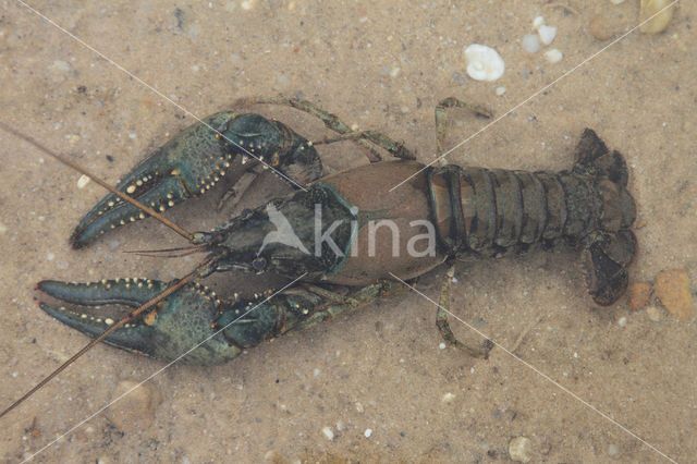 Virile Crayfish (Orconectes virilis)