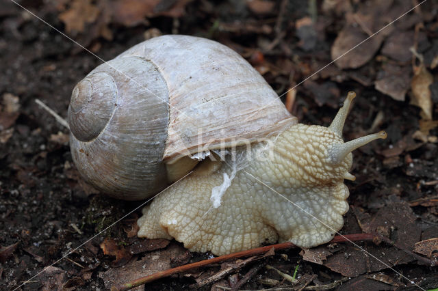 Wijngaardslak (Helix pomatia)