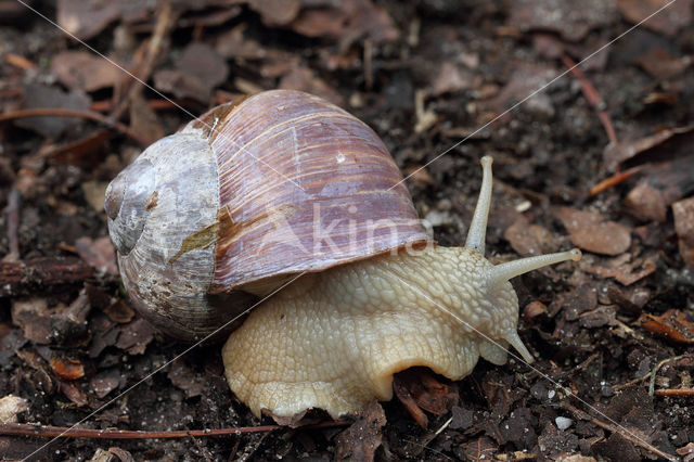 Wijngaardslak (Helix pomatia)