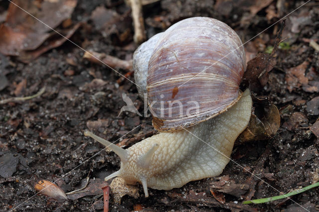 Wijngaardslak (Helix pomatia)