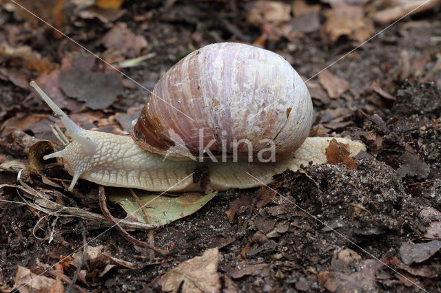 Wijngaardslak (Helix pomatia)