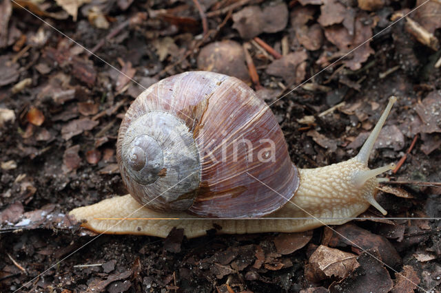 Wijngaardslak (Helix pomatia)