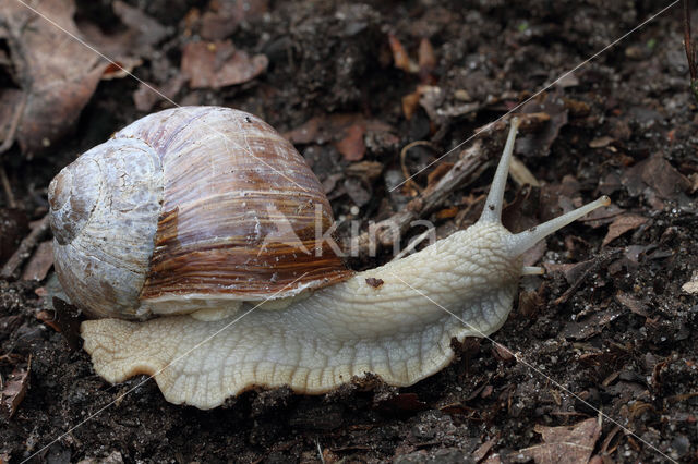 Wijngaardslak (Helix pomatia)