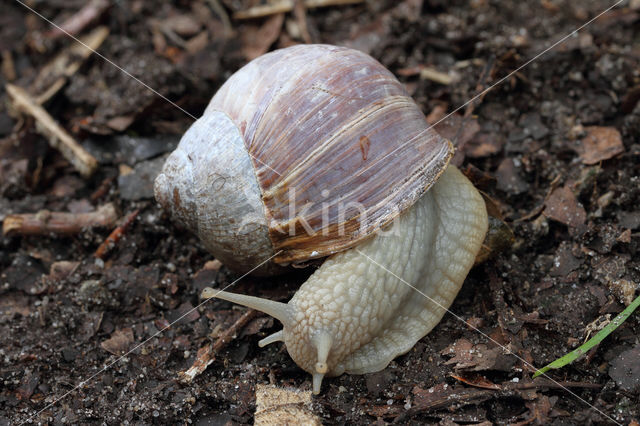 Wijngaardslak (Helix pomatia)