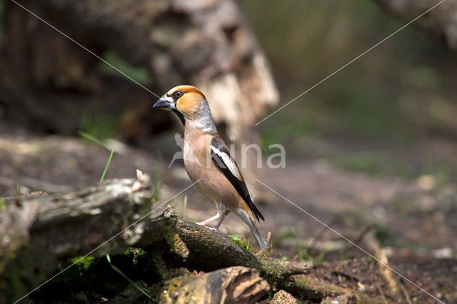 Hawfinch (Coccothraustes coccothraustes)