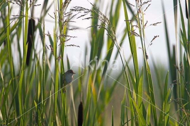 Eurasian Reed-Warbler (Acrocephalus scirpaceus)