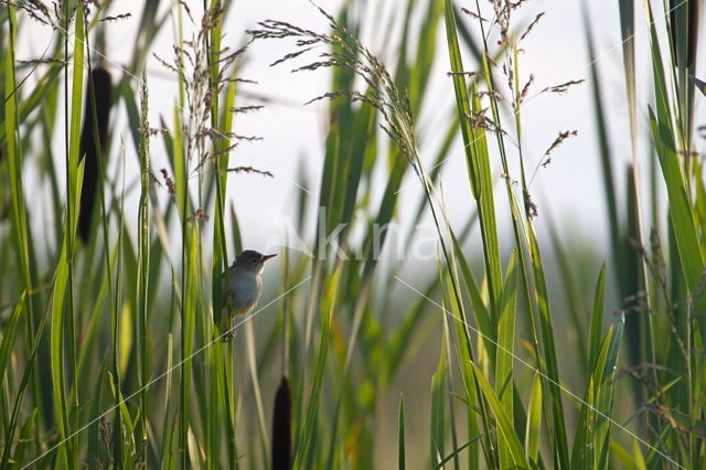 Eurasian Reed-Warbler (Acrocephalus scirpaceus)