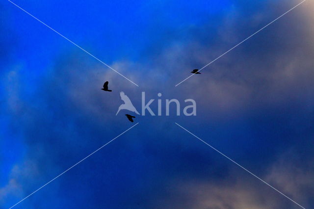 Carrion Crow (Corvus corone)