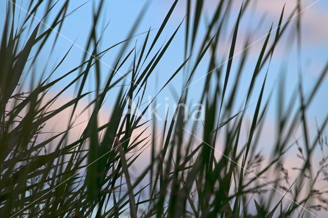 Common Reed (Phragmites australis)