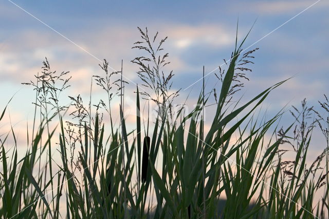 Riet (Phragmites australis)