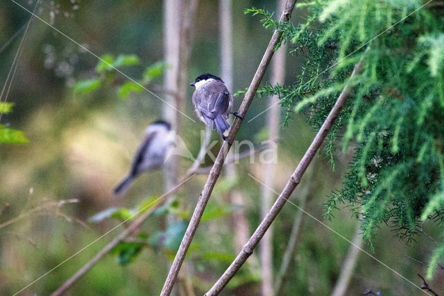 Marsh Tit (Parus palustris)