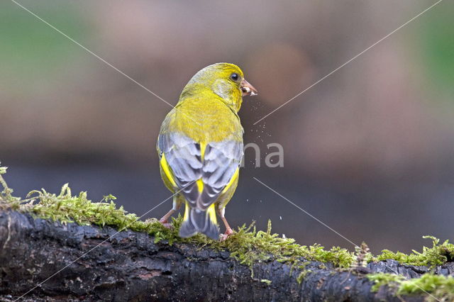 Groenling (Carduelis chloris)