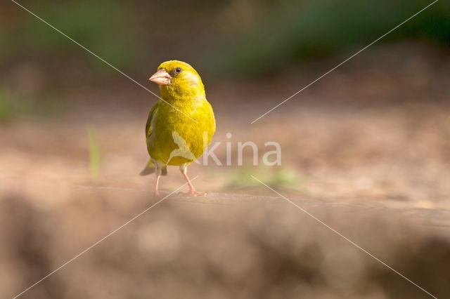 European Greenfinch (Carduelis chloris)