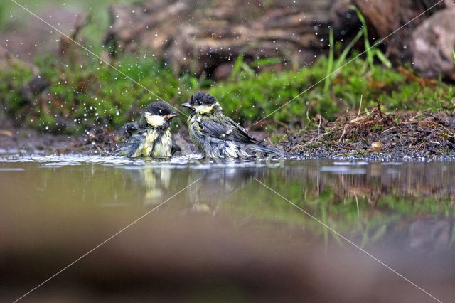 Koolmees (Parus major)