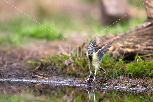 Koolmees (Parus major)