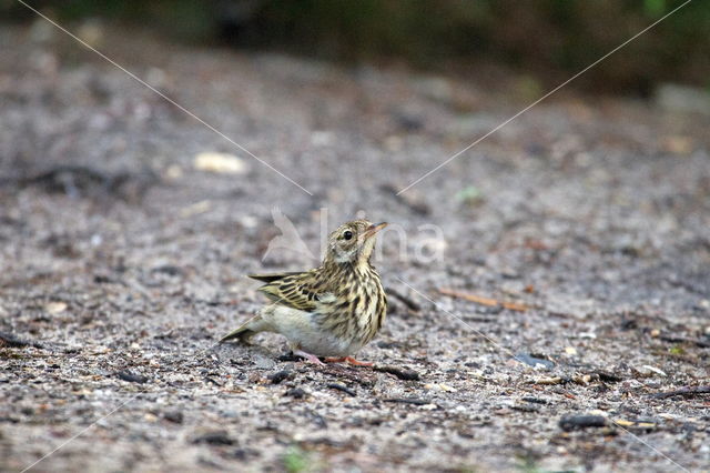 Song Thrush (Turdus philomelos)